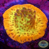 Montipora spp. „Folden Phoenix“ AD Special