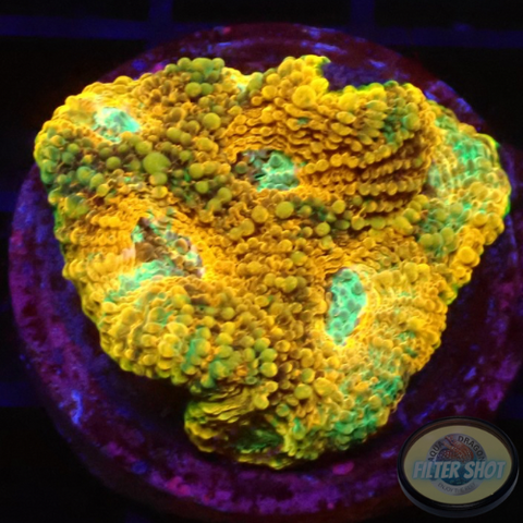Acanthastrea echinata „True Eyes“ WYSIWYG „AD Special“