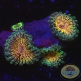 Krustenanemonen „Meteor Dust“ WYSIWYG „AD Special“