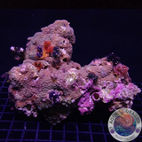 Porites bisperma 🇦🇺 WYSIWYG