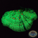 Echinophyllia spp. „Mummy Slayer“ WYSIWYG „AD Special“