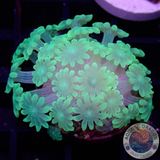 Alveopora spp. „Toxic Flower“