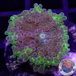 Ricordea yuma „Foamy“