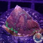 Favia spp. „Bejeweled“ AD Special