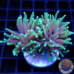 Euphyllia glabrescens „SG“