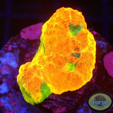Echinophyllia spp. „Stained Glass“ WYSIWYG