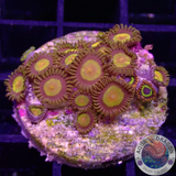 Krustenanemonen „King Loop“ WYSIWYG