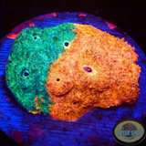 Echinophyllia spp. „Dual Sided Villain“ WYSIWYG