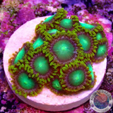 Krustenanemonen „Radioactive“