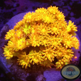 Bernardpora spp. „Golden Glitter“ ✨ AD Special