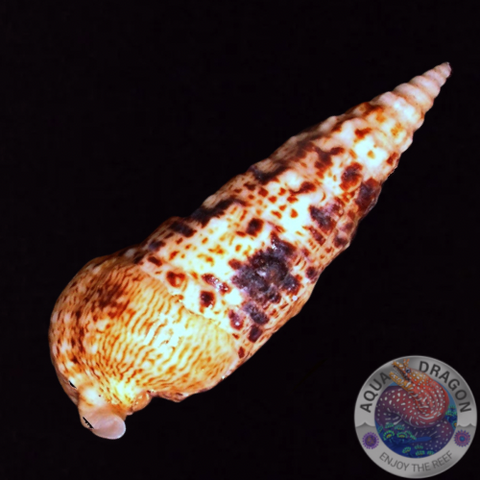 Rhinoclavis spp. „Nadelschnecke“