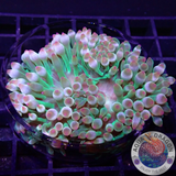 Entacmaea quadricolor WYSIWYG