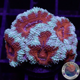 Micromussa spp. „Forest Fire“ AD Special