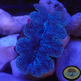Tridacna crocea WYSIWYG