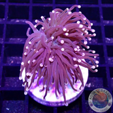 Euphyllia glabrescens „Jamaika“ WYSIWYG „AD Special“