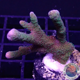 Montipora spp. „Greeny“