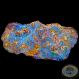 Echinophyllia spp. „Brokedown Palace“ WYSIWYG