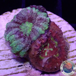 Micromussa spp. “Crucified” WYSIWYG