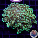 Goniopora spp. „Sunny“ WYSIWYG