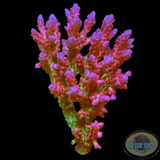 Acropora microclados 🍓 „Strawberry Shortcake“ WYSIWYG