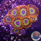 Krustenanemonen „Fruit Loops“ WYSIWYG