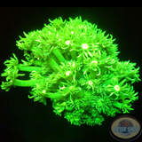 Goniopora spp. „Lime Flower“ WYSIWYG
