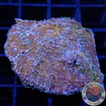 Echinophyllia spp. „Blue Rain“ WYSIWYG „AD Special“