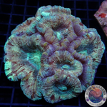 Trachyphyllia geoffroyi „7“ WYSIWYG