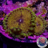 Krustenanemonen „Soprano“ WYSIWYG