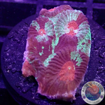 Favia spp. „Resident Evil“ WYSIWYG „AD Special“