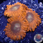 Krustenanemonen „Lunar Eclipse“ AD Special