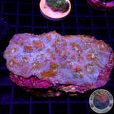 Echinophyllia spp. „Brokedown Palace“ WYSIWYG