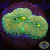 Ricordea florida „Yellow Kiss“ WYSIWYG