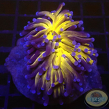 Euphyllia paraglabrescens „Tiger“ WYSIWYG