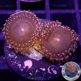 Krustenanemonen „Campfire“ WYSIWYG „AD Special“