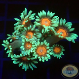 Goniopora spp. „Vampire‘s Flower“