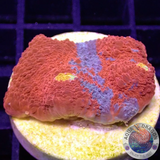 Echinophyllia aspera 🌈 „Rainbow Bugatti“ WYSIWYG