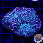 Echinophyllia spp. „Toxic Rain“ WYSIWYG „AD Special“