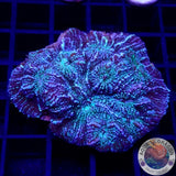 Echinophyllia spp. „Toxic Rain“ WYSIWYG „AD Special“