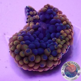 Ricordea florida „Shyne“ WYSIWYG „AD Special“