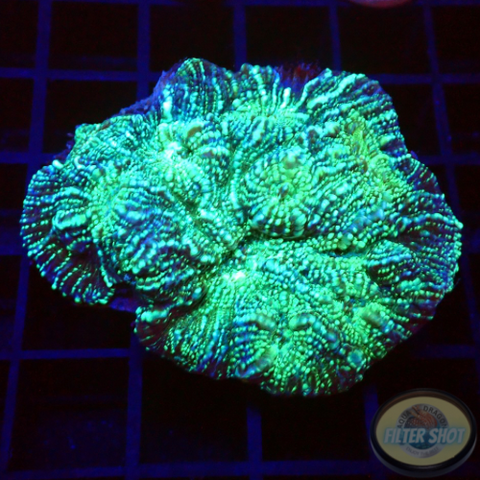 Echinophyllia spp. „Toxic Rain“ WYSIWYG „AD Special“
