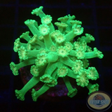 Alveopora spp. „Lizard Flower“ WYSIWYG