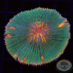Fungia spp. „Fruity“ WYSIWYG „AD Special“