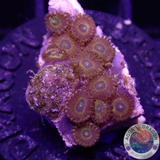 Krustenanemonen „Gold Digger“ WYSIWYG „AD Special“