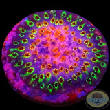 Cyphastrea spp. „Skittles Bomb“