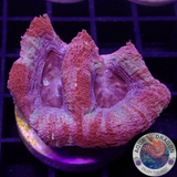 Homophyllia bowerbanki „Sicario“