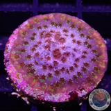 Cyphastrea spp. „Skittles Bomb“