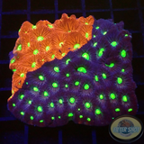 Favites spp. „Supreme Warrior“ WYSIWYG „AD Special“