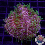 Fungia spp. „Double Rainbow“ WYSIWYG