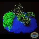 Euphyllia glabrescens „Funky Island“ WYSIWYG „AD Special“
